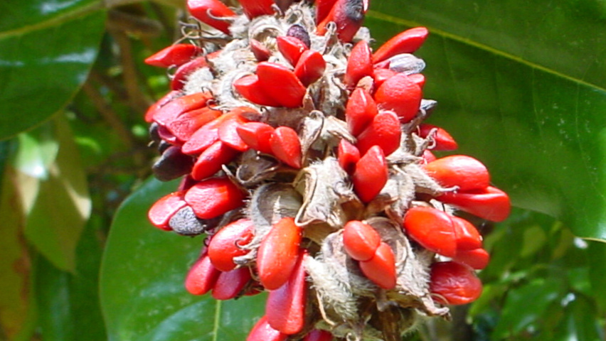 Magnolia grandiflora Frucht