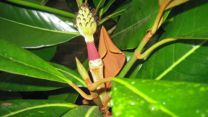 Magnolia grandiflora Frucht