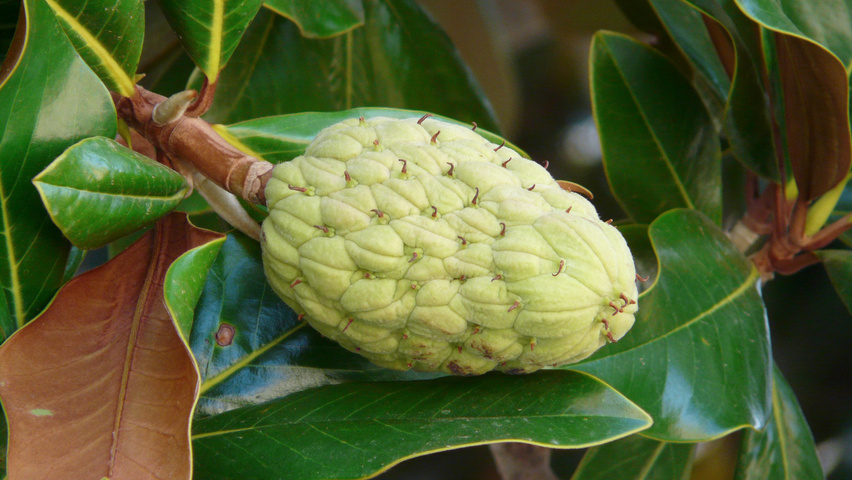 Magnolia grandiflora Frucht