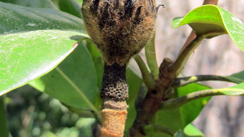 Magnolia grandiflora Frucht