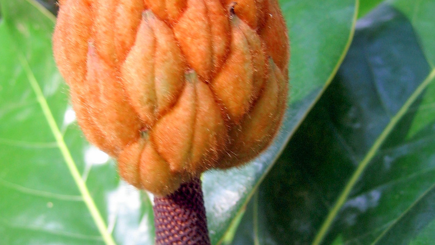 Magnolia grandiflora Frucht