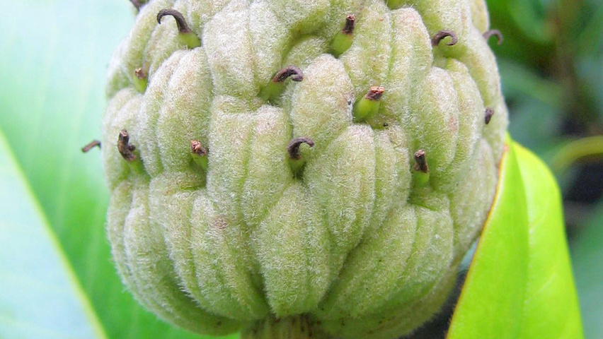 Magnolia grandiflora Frucht