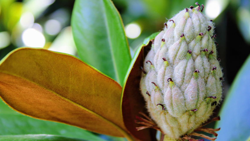 Magnolia grandiflora Frucht