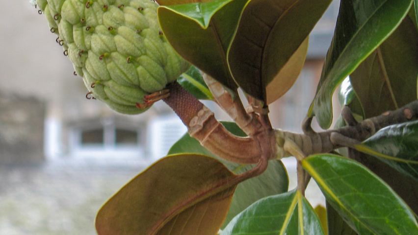 Magnolia grandiflora Frucht
