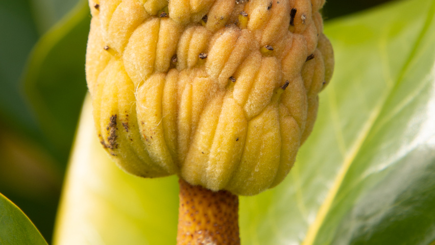 Magnolia grandiflora Frucht