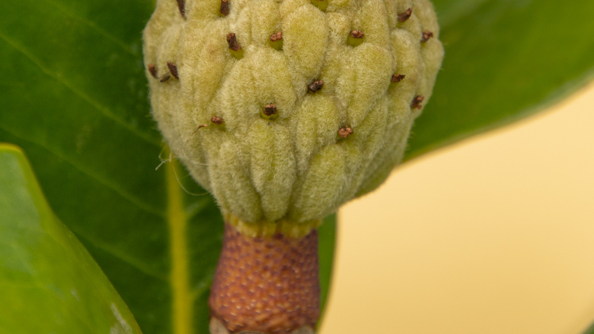 Magnolia grandiflora Frucht