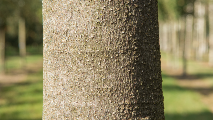 Magnolia grandiflora 'Galissonnière' кора