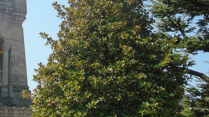 Magnolia grandiflora 'Galissonnière' Деревья с центральным стволом и ветвями от земли