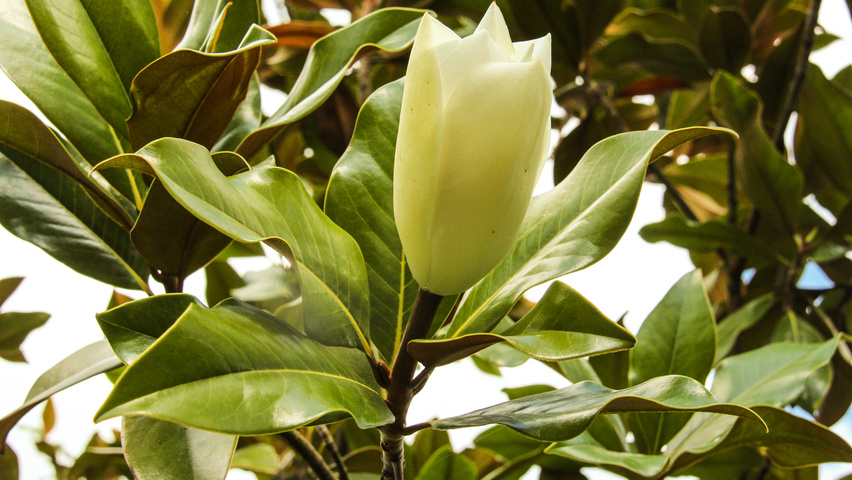 Magnolia grandiflora 'Galissonnière' цветки