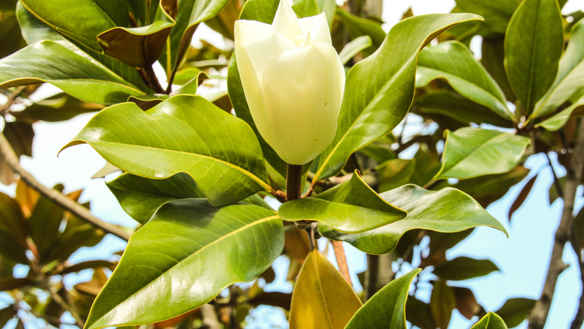 Magnolia grandiflora 'Galissonnière' цветки