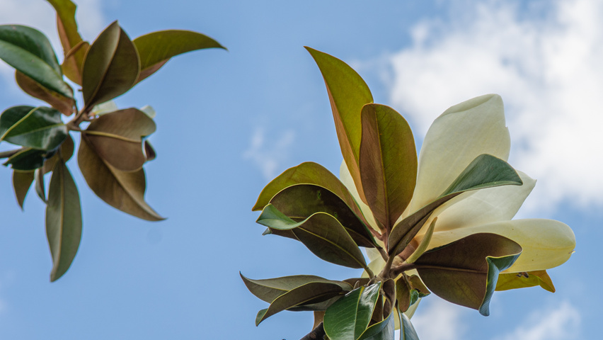 Magnolia grandiflora 'Galissonnière' цветки