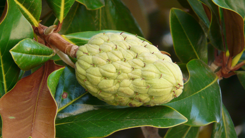 Magnolia grandiflora 'Galissonnière' плоды