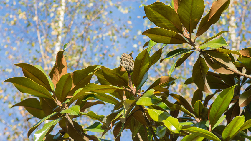 Magnolia grandiflora 'Galissonnière' плоды