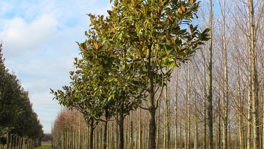 Magnolia grandiflora 'Galissonnière' Деревья с высоким стволом (стандарт)