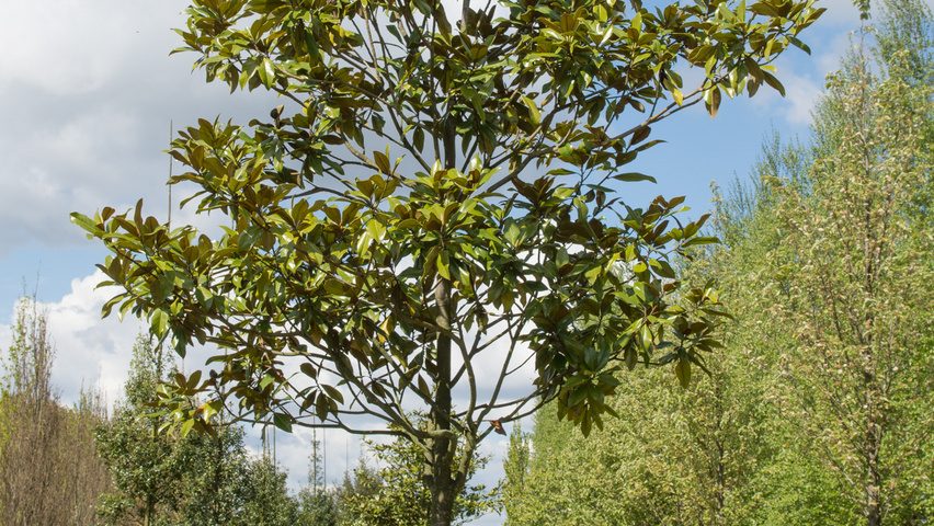 Magnolia grandiflora 'Galissonnière' Деревья с высоким стволом (стандарт)