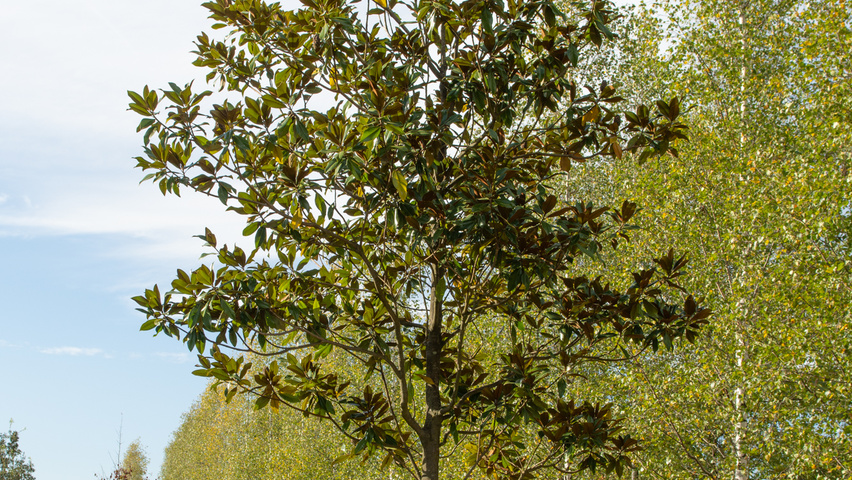 Magnolia grandiflora 'Galissonnière' Деревья с высоким стволом (стандарт)