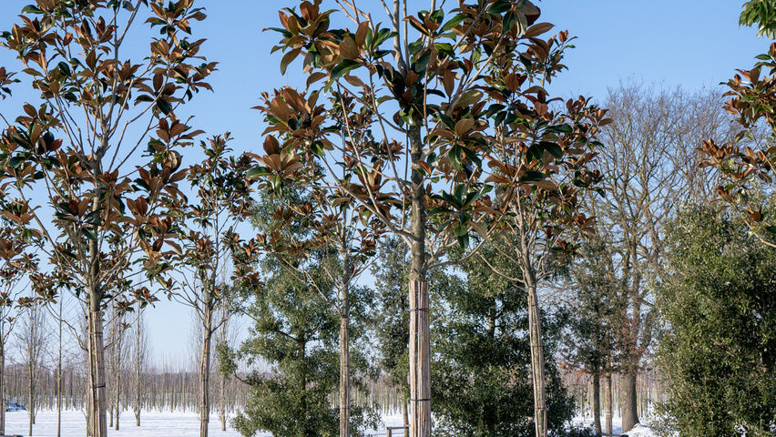 Magnolia grandiflora 'Galissonnière' Деревья с высоким стволом (стандарт)
