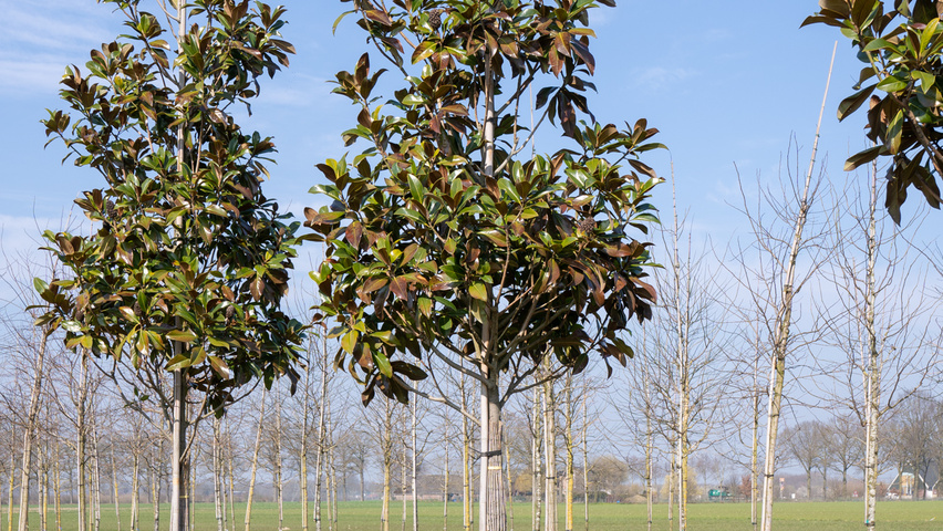 Magnolia grandiflora 'Galissonnière' Деревья с высоким стволом (стандарт)