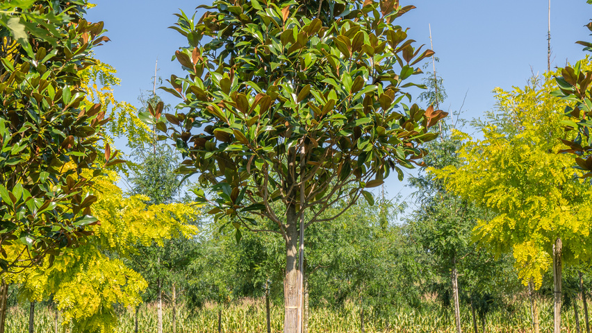 Magnolia grandiflora 'Galissonnière' Деревья с высоким стволом (стандарт)
