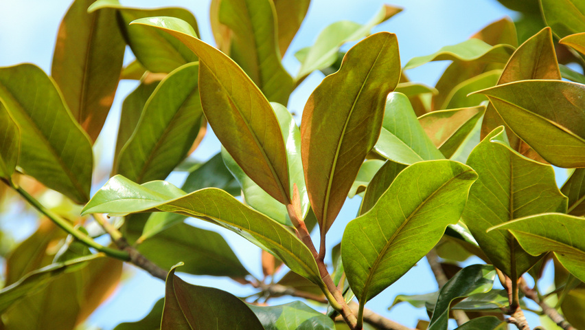 Magnolia grandiflora 'Galissonnière' листья