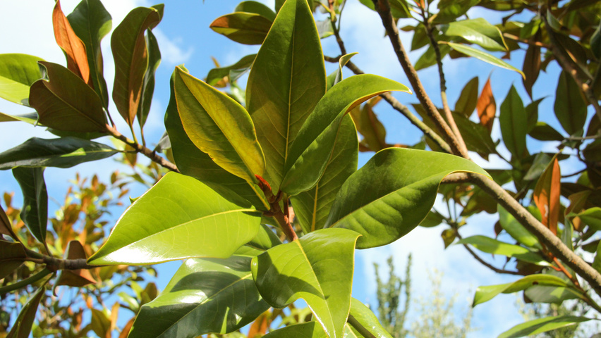 Magnolia grandiflora 'Galissonnière' листья