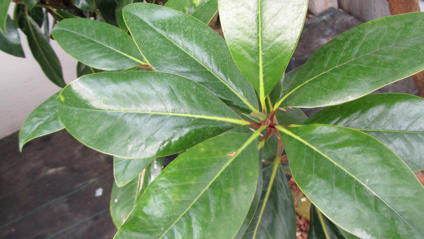 Magnolia grandiflora 'Galissonnière' листья