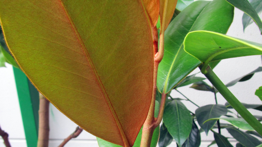 Magnolia grandiflora 'Galissonnière' листья