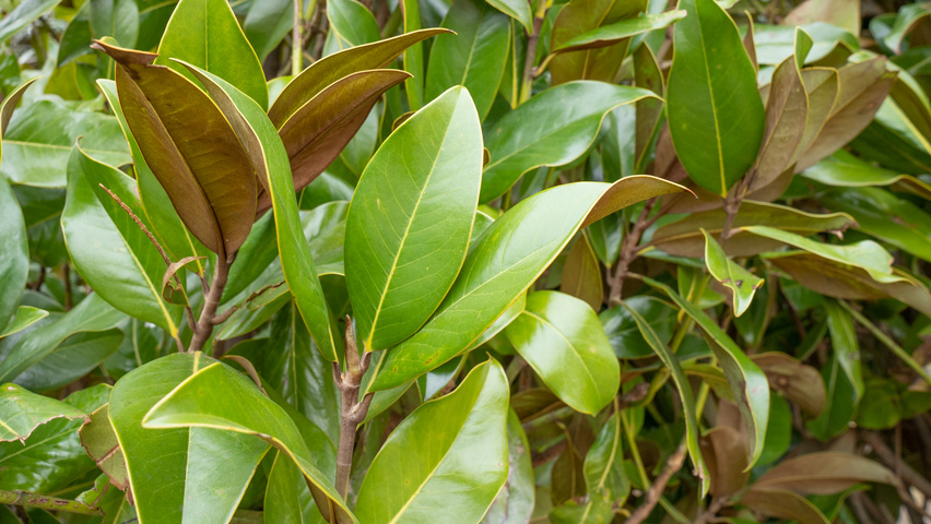 Magnolia grandiflora 'Galissonnière' листья