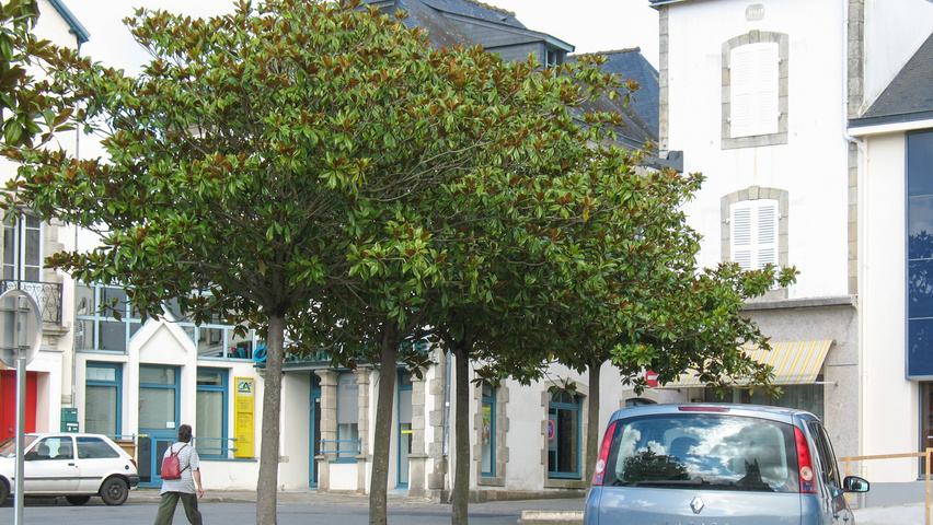 Magnolia grandiflora hochstämmig