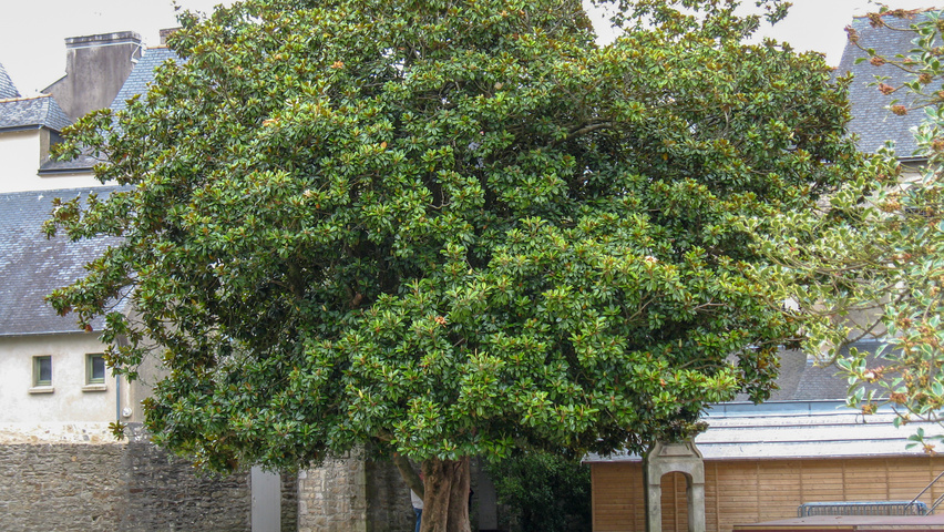 Magnolia grandiflora hochstämmig