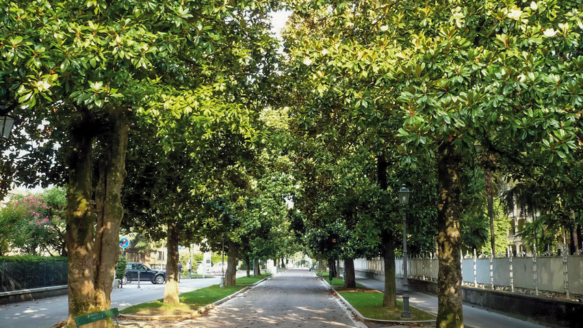 Magnolia grandiflora hochstämmig