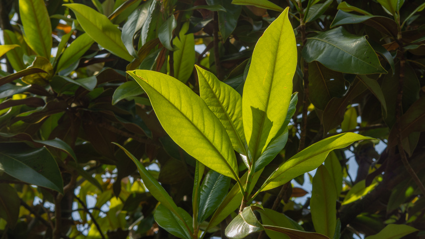 Magnolia grandiflora Blatt