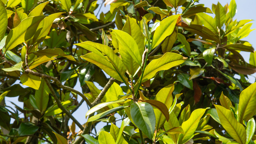 Magnolia grandiflora Blatt