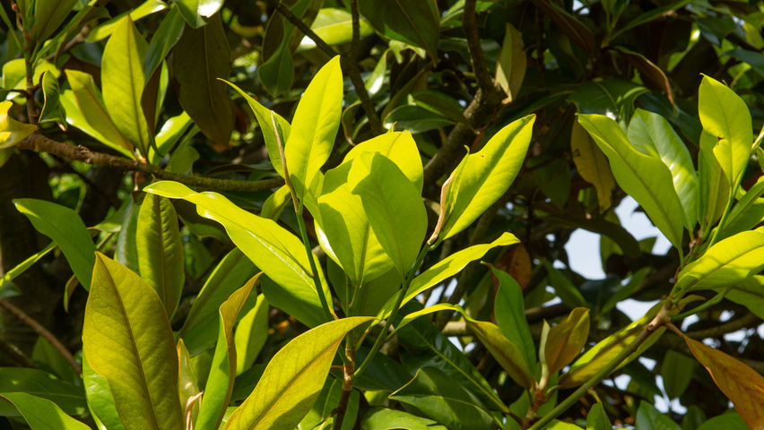 Magnolia grandiflora Blatt