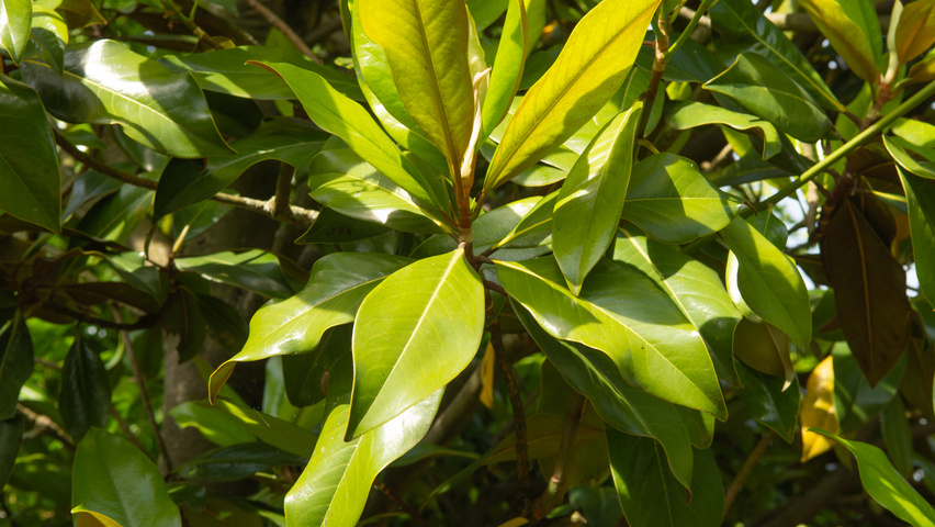 Magnolia grandiflora Blatt