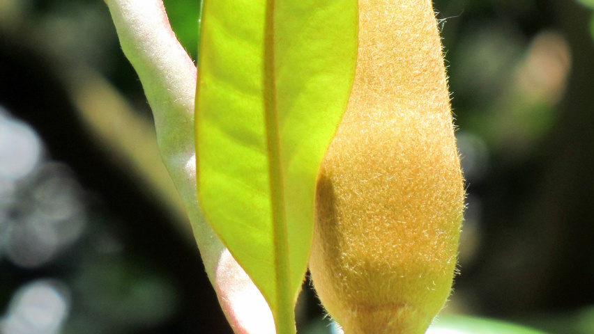 Magnolia grandiflora Blatt