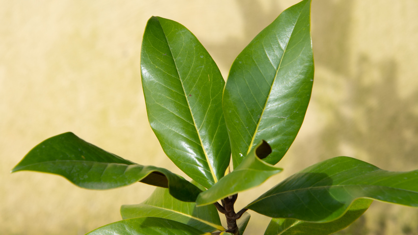 Magnolia grandiflora Blatt