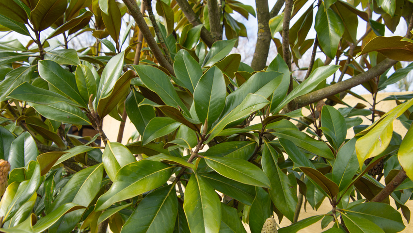 Magnolia grandiflora Blatt