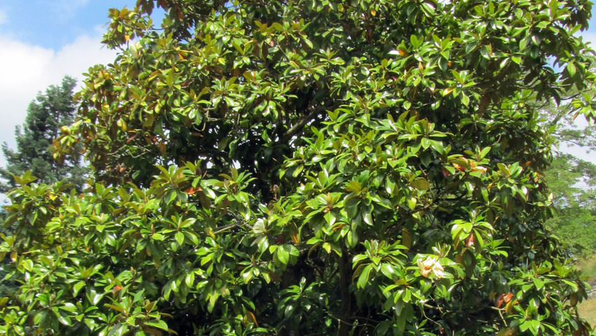 Magnolia grandiflora Solitärgehölze