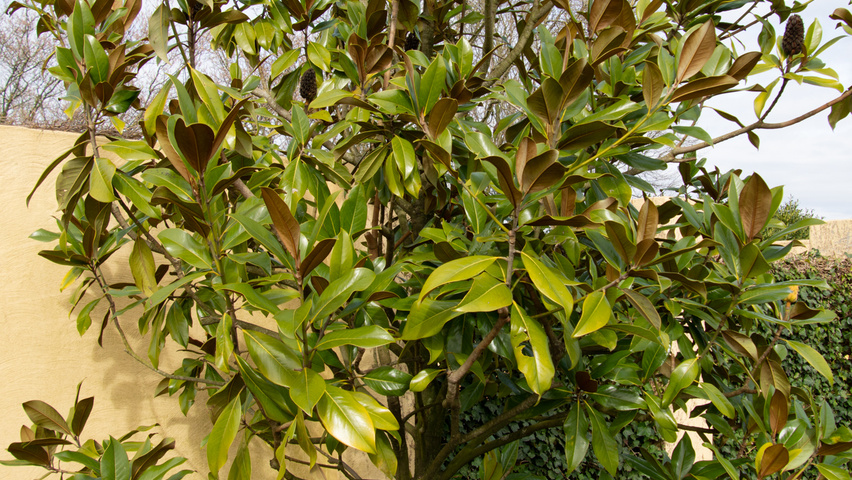 Magnolia grandiflora Solitärgehölze
