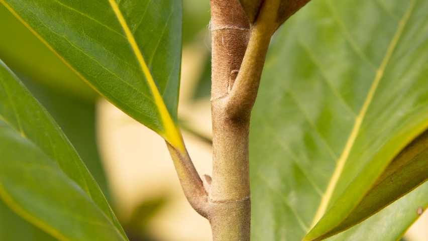 Magnolia grandiflora Zweige