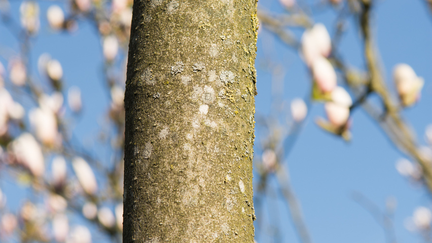 Magnolia 'Heaven Scent' bast