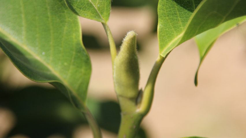 Magnolia 'Heaven Scent' bloem