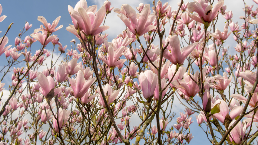 Magnolia 'Heaven Scent' bloem