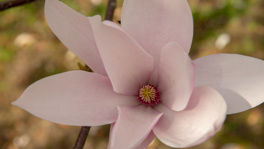 Magnolia 'Heaven Scent' bloem