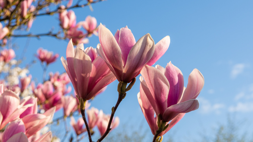 Magnolia 'Heaven Scent' bloem