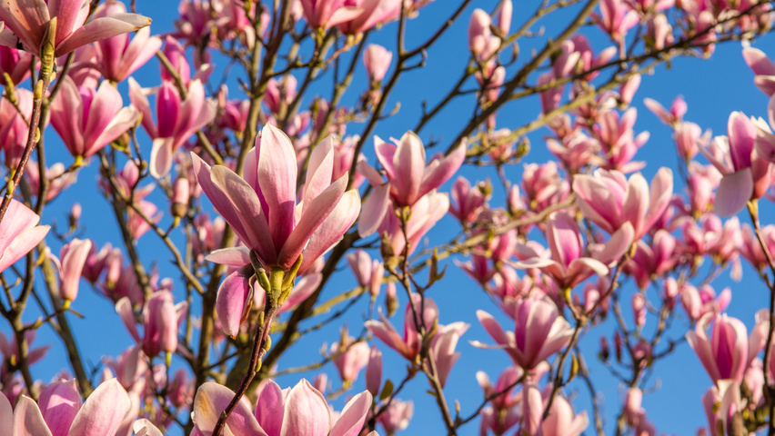 Magnolia Heaven Scent Treeebb Online Tree Finding Tool Ebben Nurseries