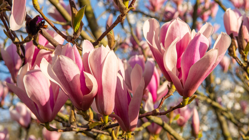 Magnolia 'Heaven Scent' bloem