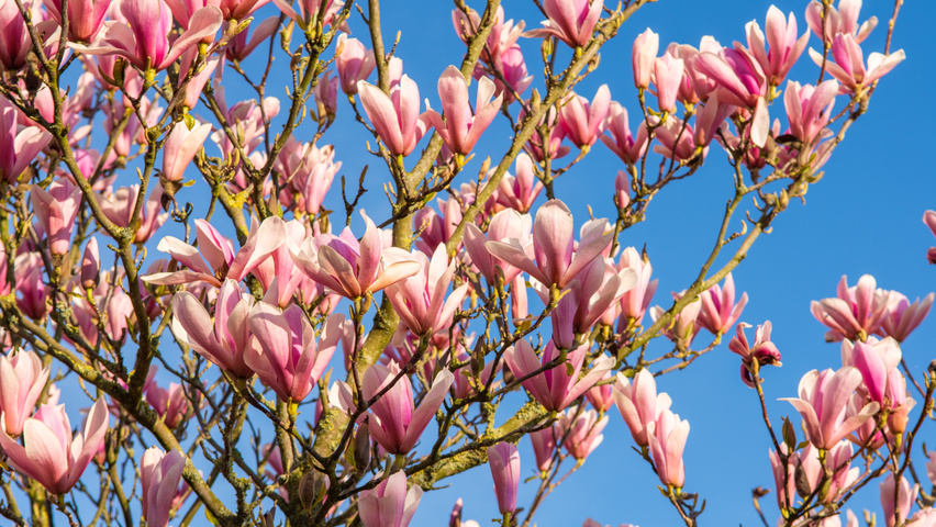 Magnolia 'Heaven Scent' bloem