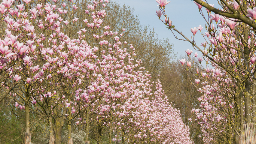 Magnolia 'Heaven Scent' hoogstam